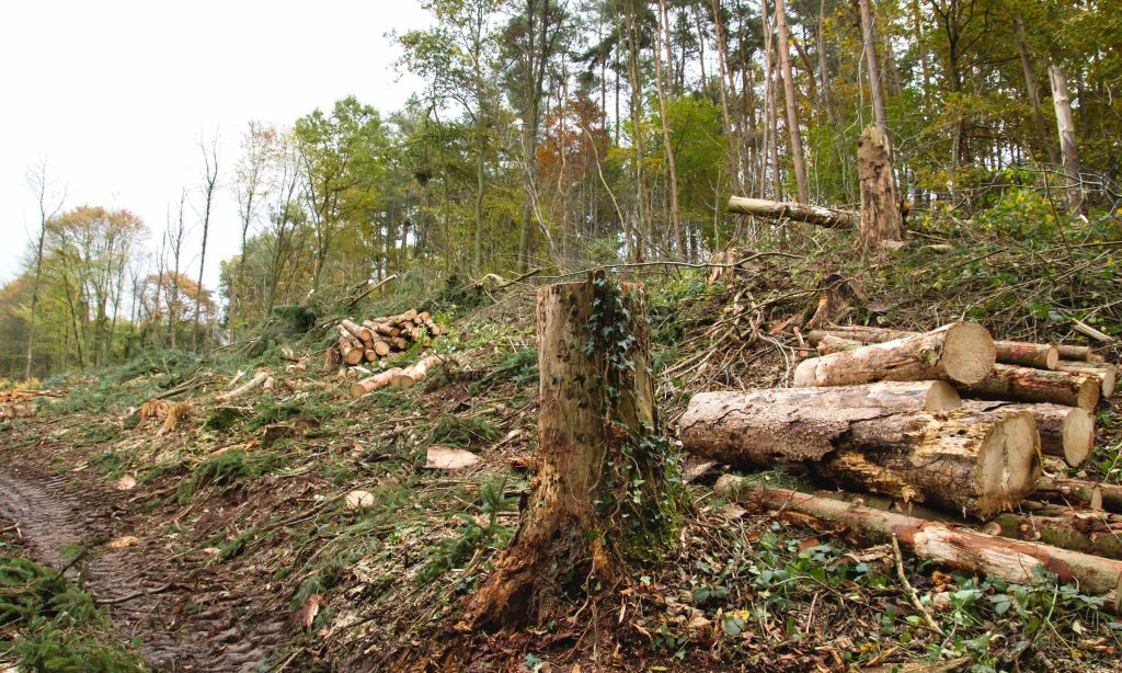 Belajar dari Bencana Alam di Sumatera, Ini yang Perlu Dibenahi?
